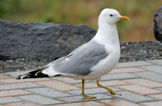 Short-billed Gull