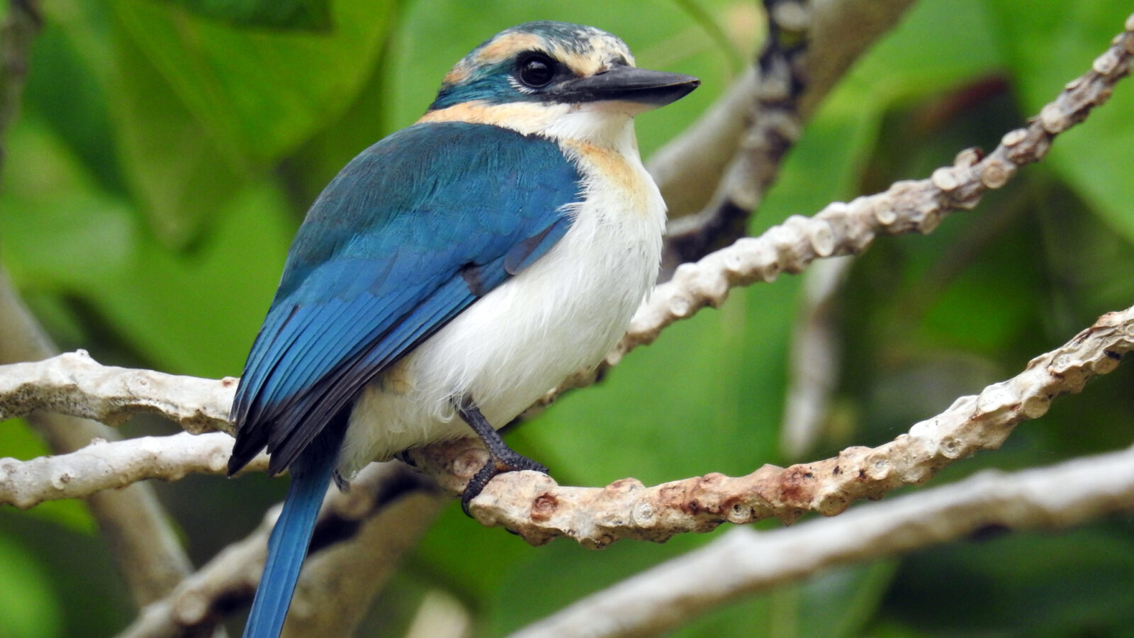 Mewing Kingfisher