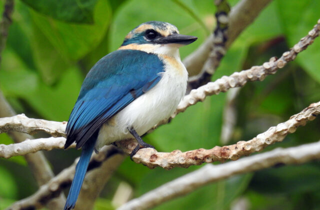 Mewing Kingfisher