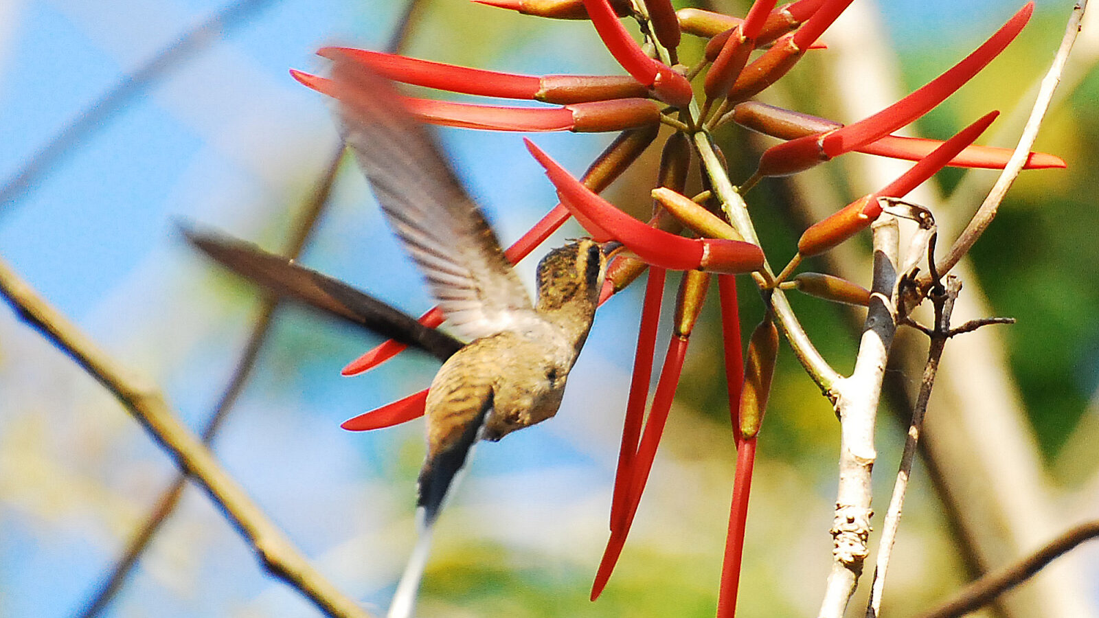 Mexican Hermit