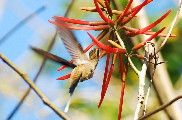 Mexican Hermit