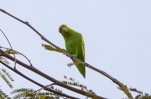 Mexican Parrotlet