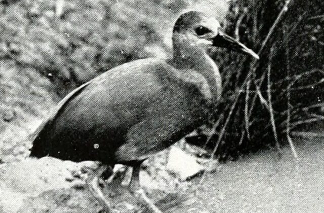 Aztec Rail