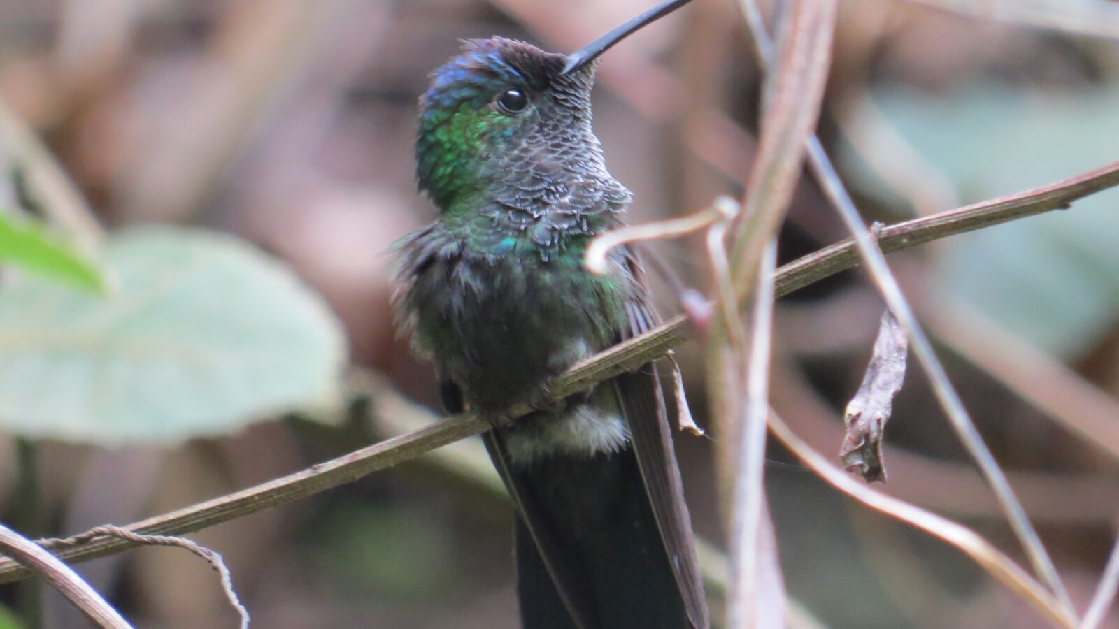 Mexican Woodnymph