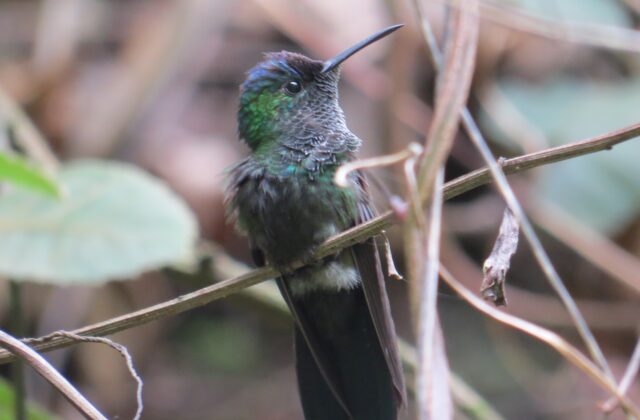 Mexican Woodnymph