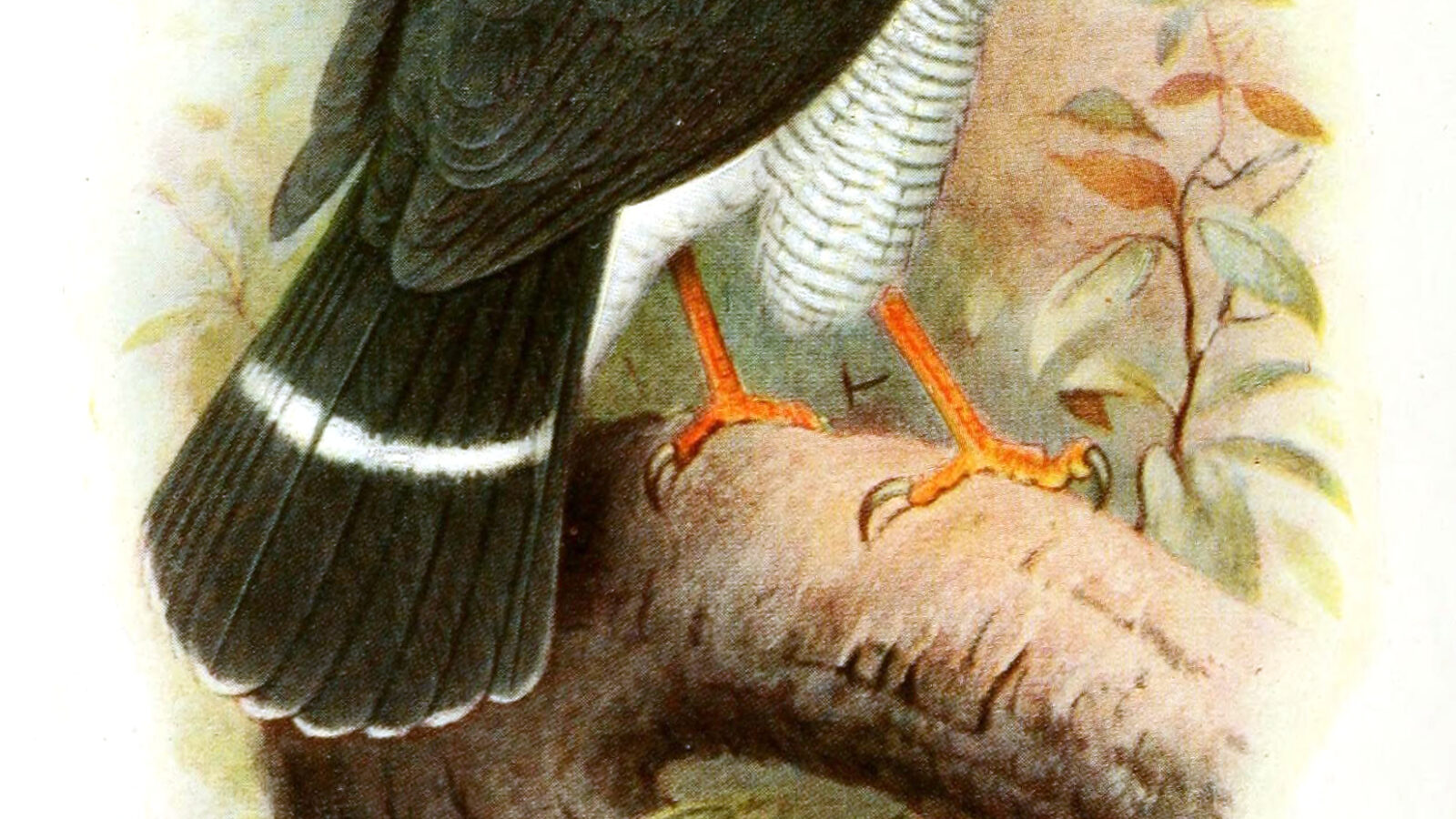 Plumbeous Forest Falcon