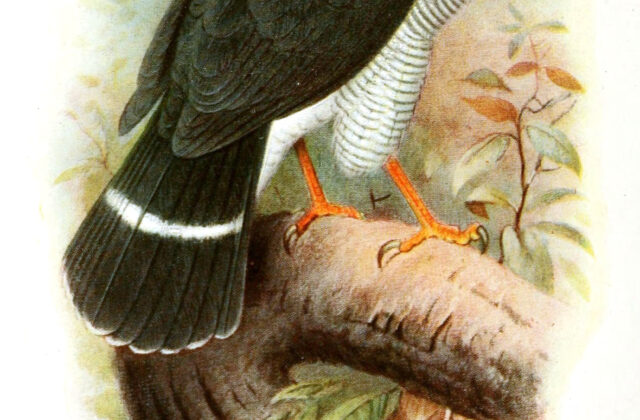 Plumbeous Forest Falcon