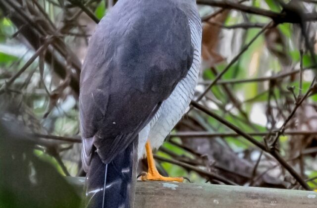 Cryptic Forest Falcon