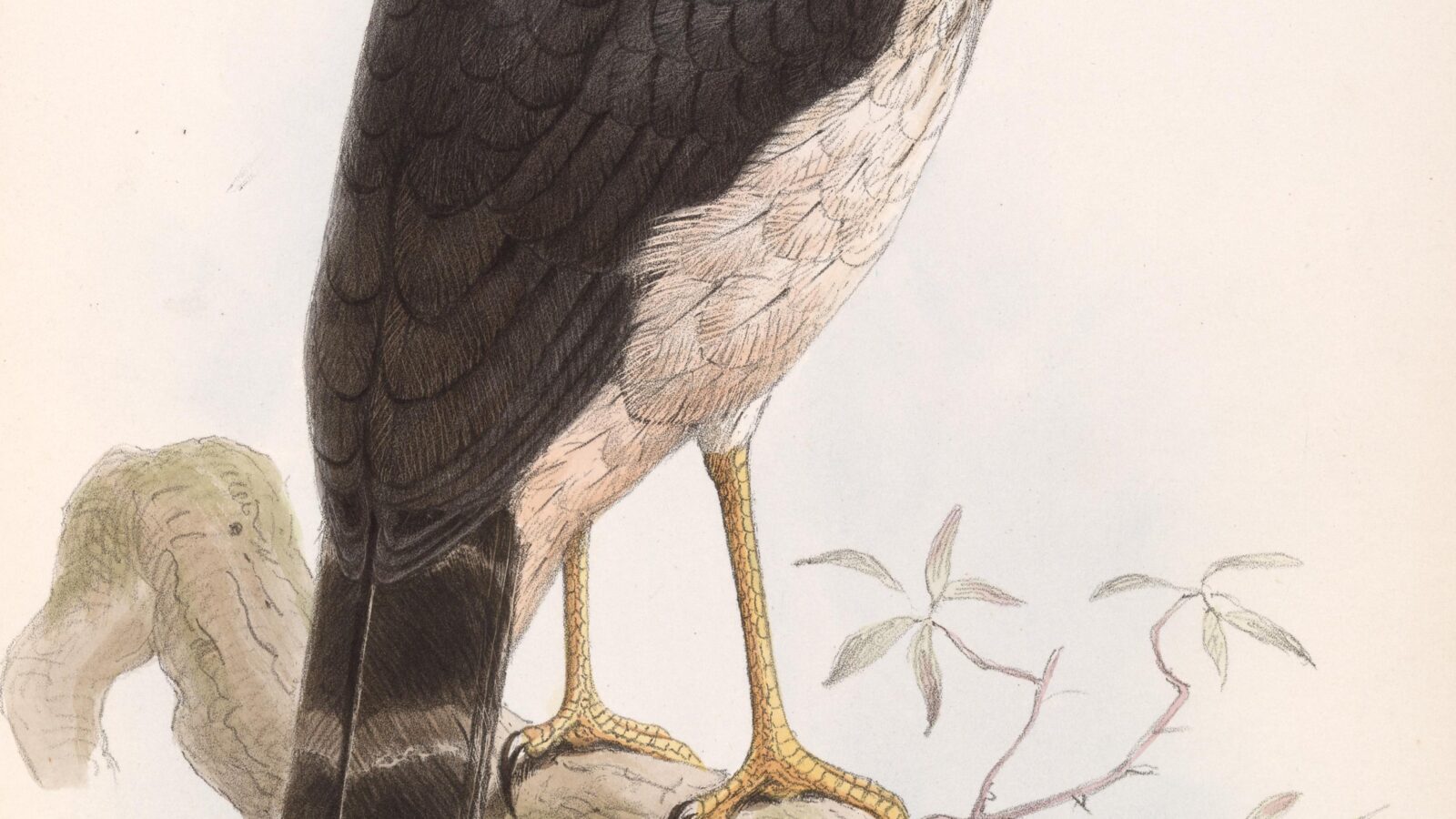 Slaty-backed Forest Falcon