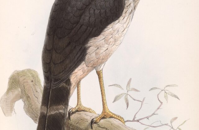 Slaty-backed Forest Falcon