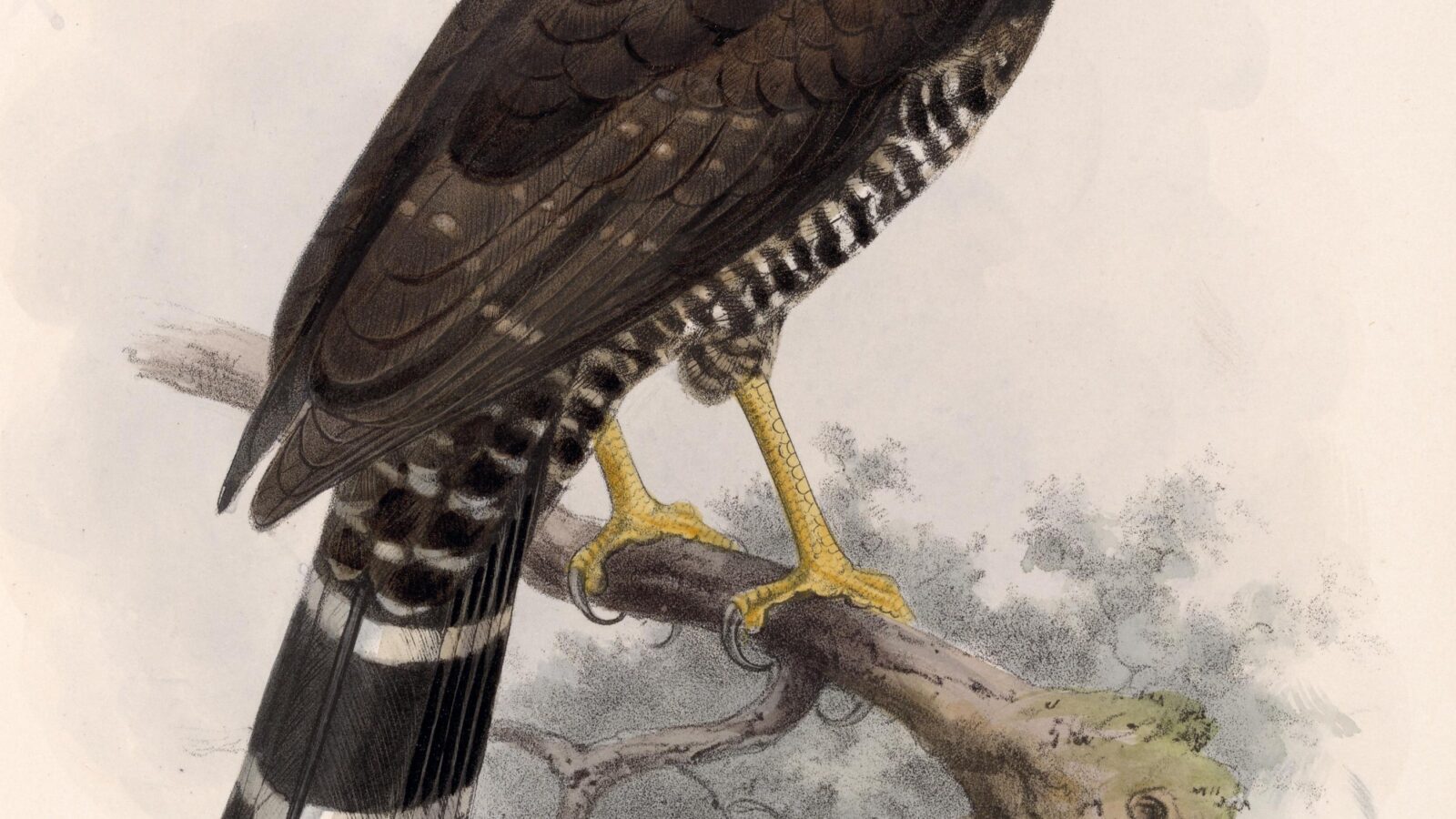 Collared Forest Falcon