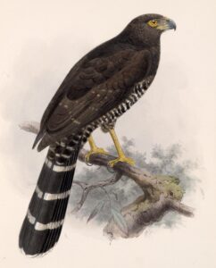 Collared Forest Falcon