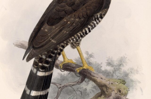 Collared Forest Falcon