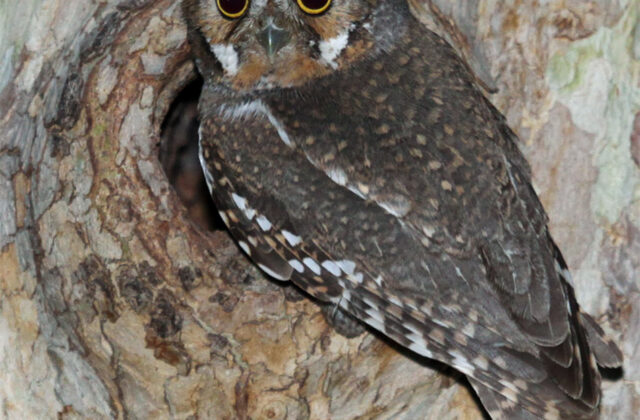 Elf Owl