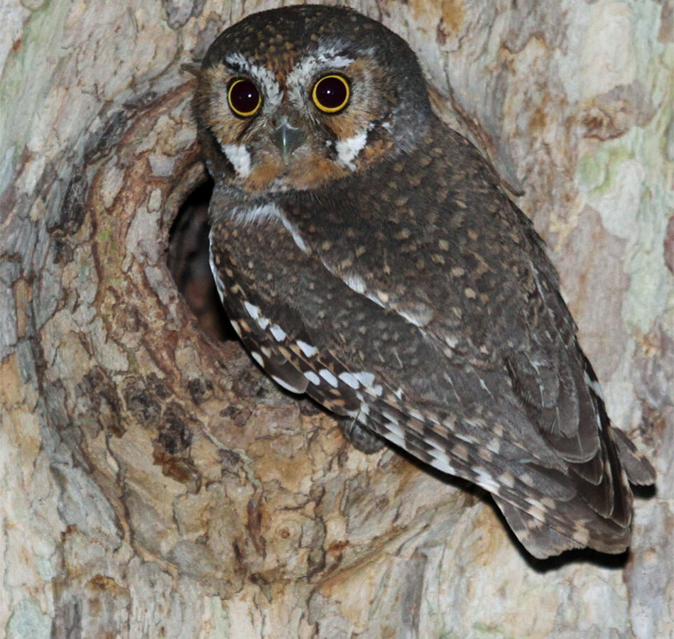 Elf Owl