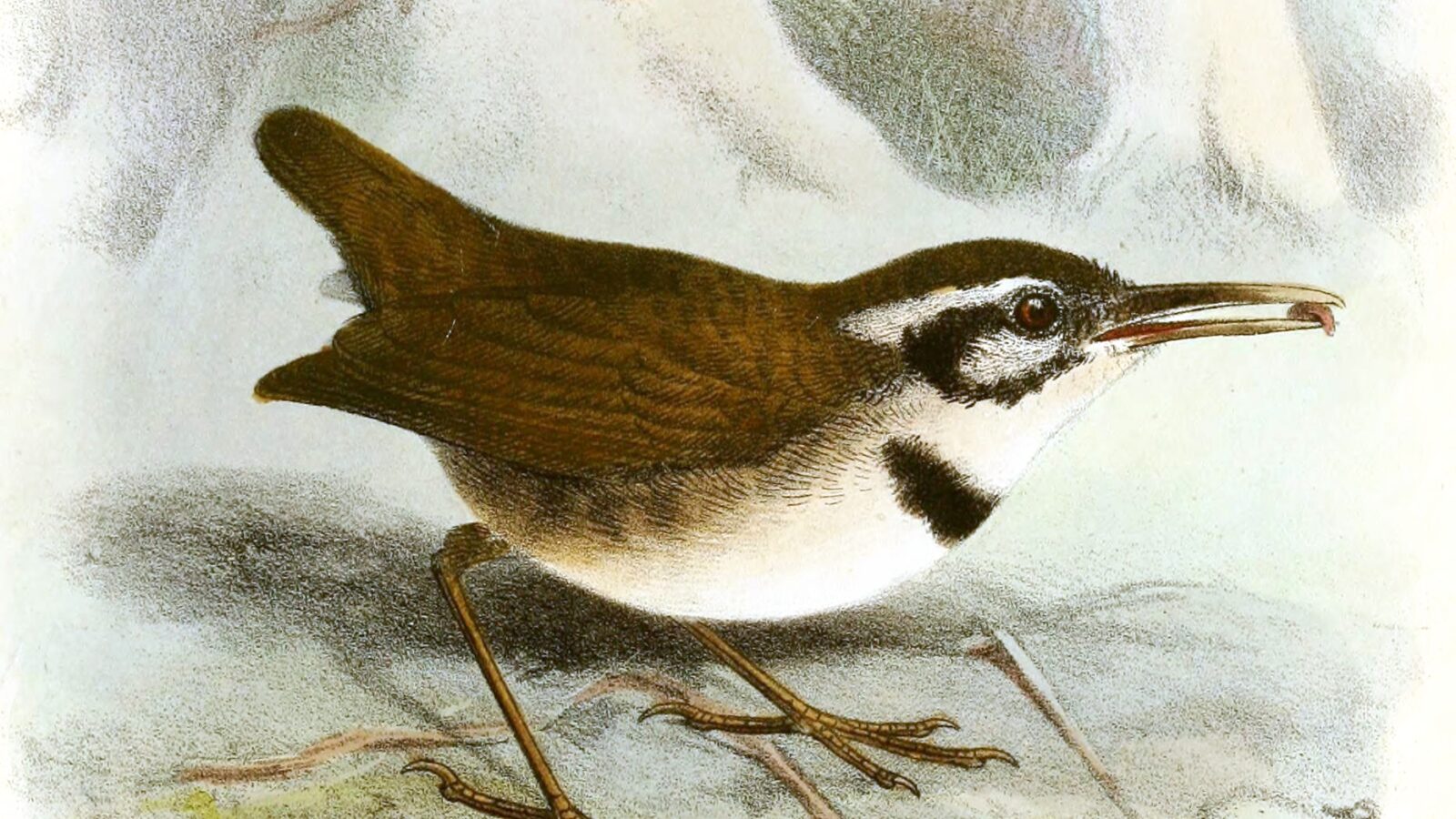 Collared Gnatwren