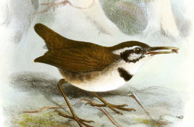 Collared Gnatwren
