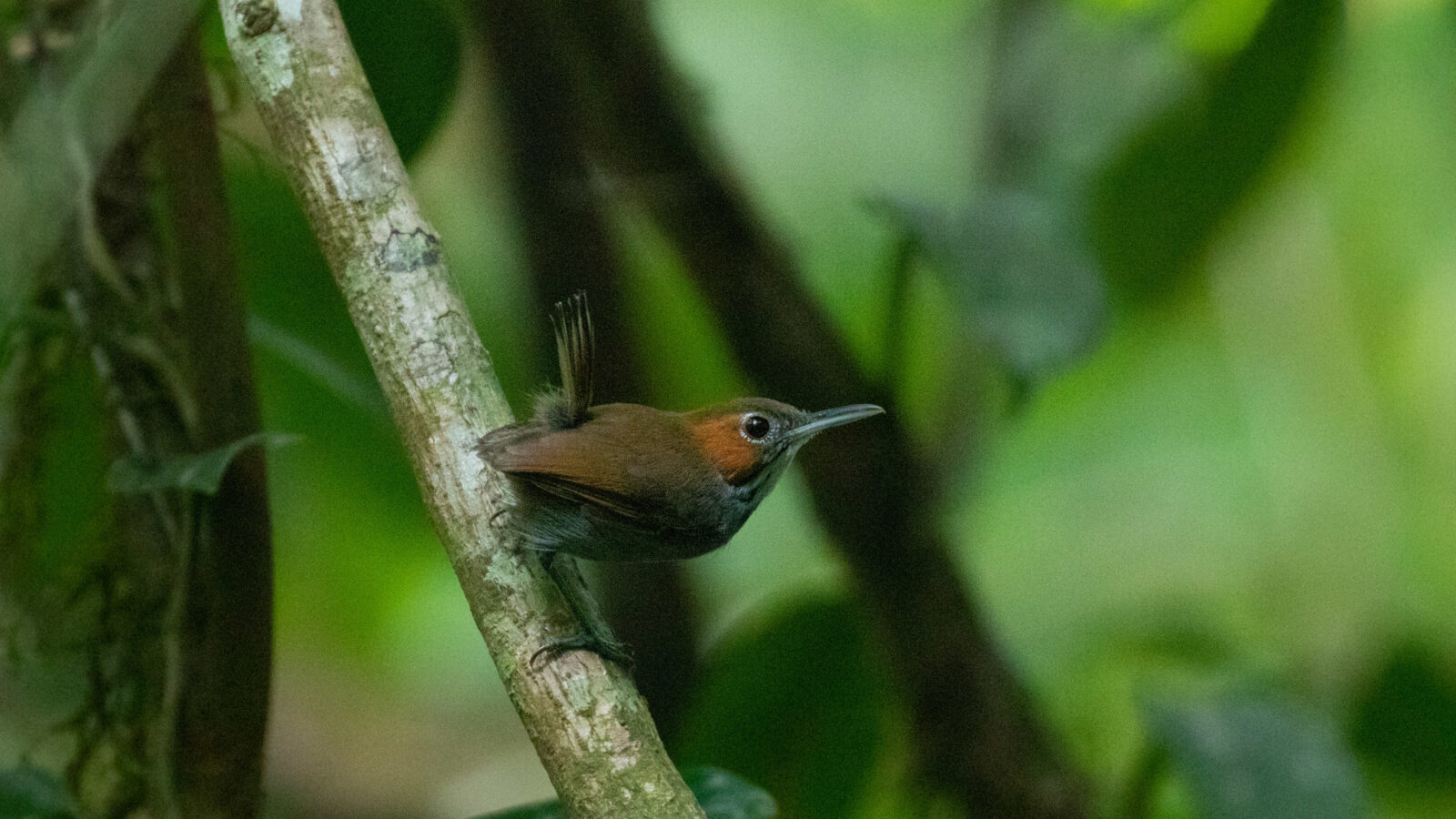 Tawny-faced Gnatwren