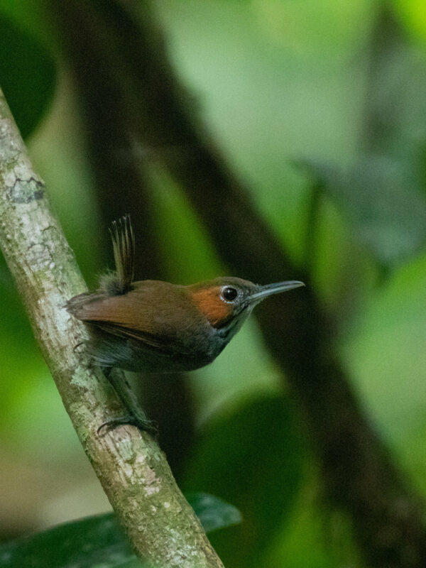 Tawny-faced Gnatwren
