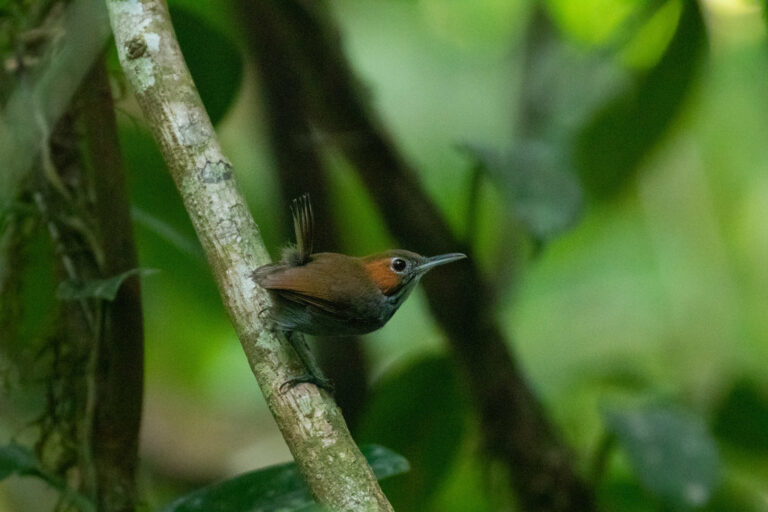 Tawny-faced Gnatwren