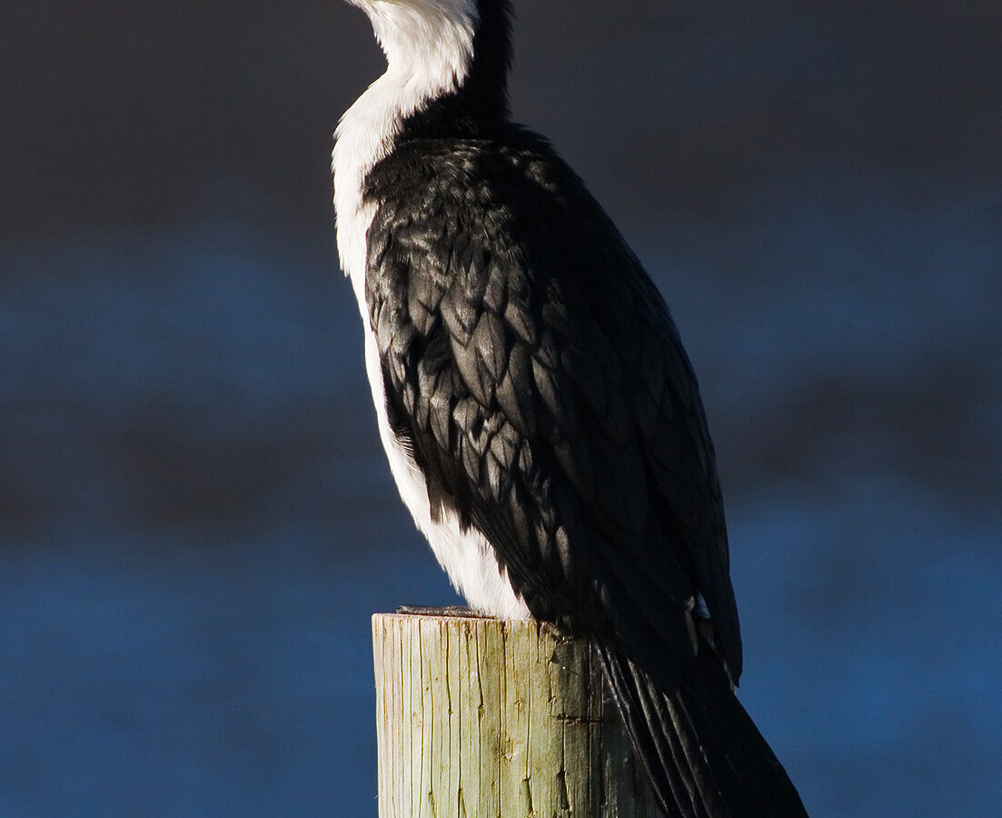 Little Pied Cormorant