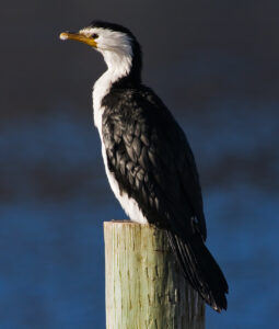 Little Pied Cormorant