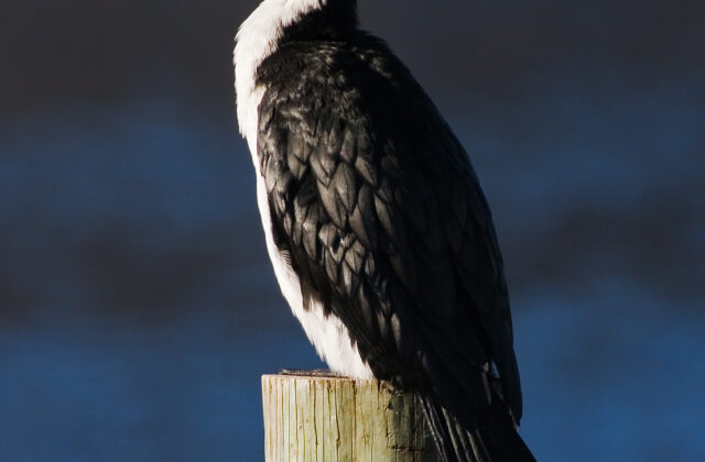 Little Pied Cormorant