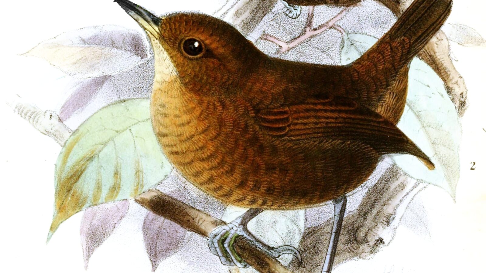 Flutist Wren
