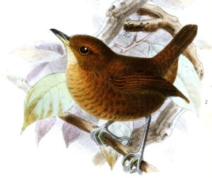 Flutist Wren