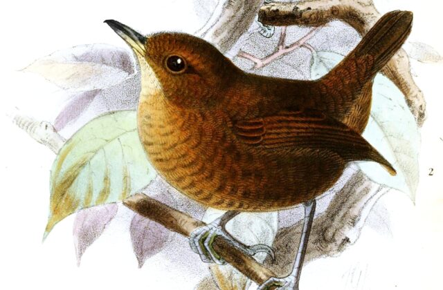Flutist Wren
