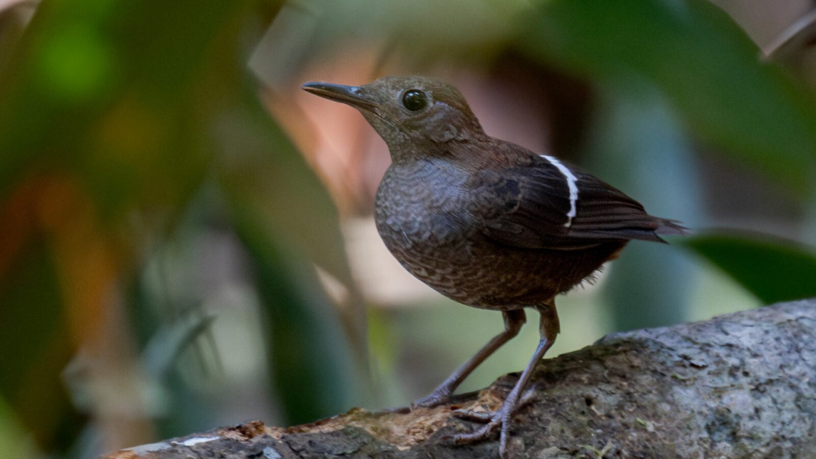Wing-banded Wren