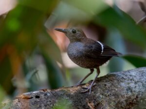 Wing-banded Wren