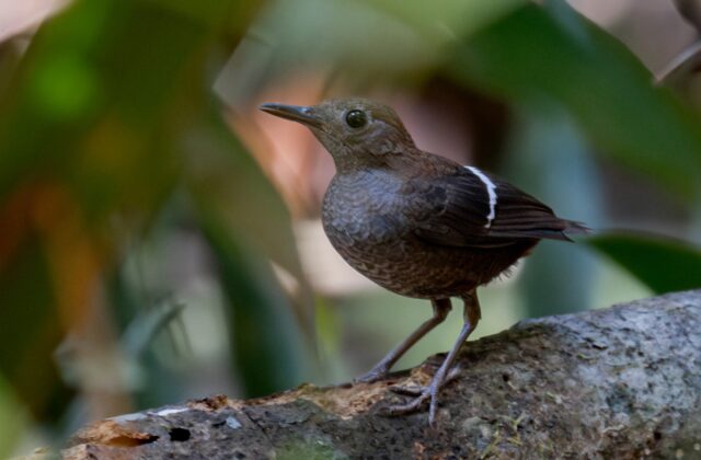 Wing-banded Wren