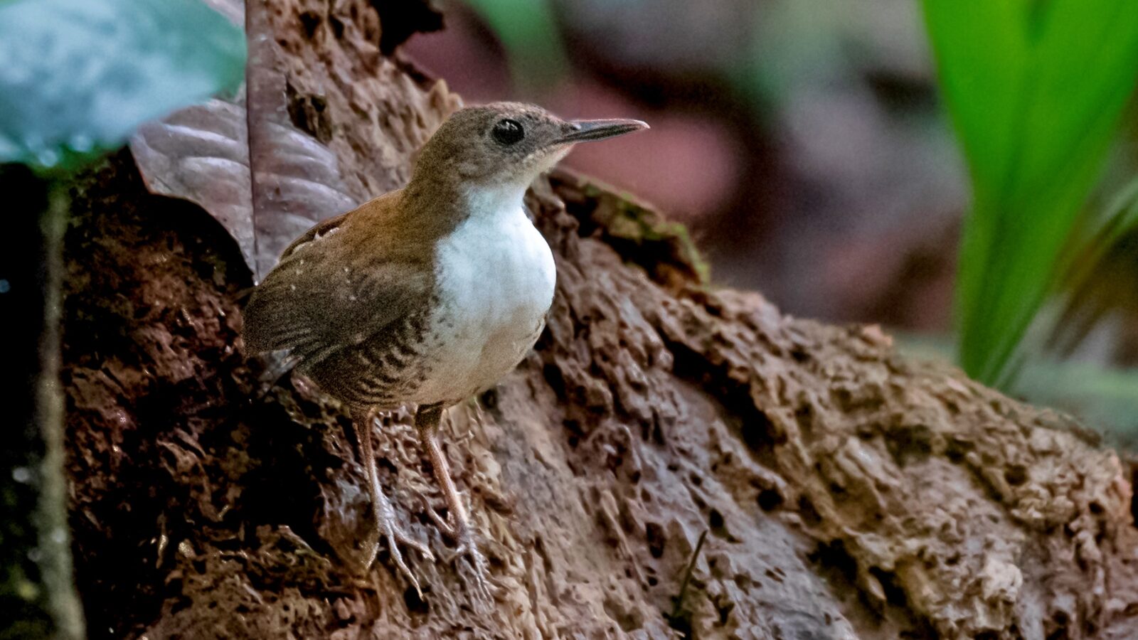 Southern Nightingale-Wren