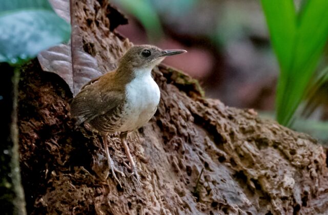 Southern Nightingale-Wren