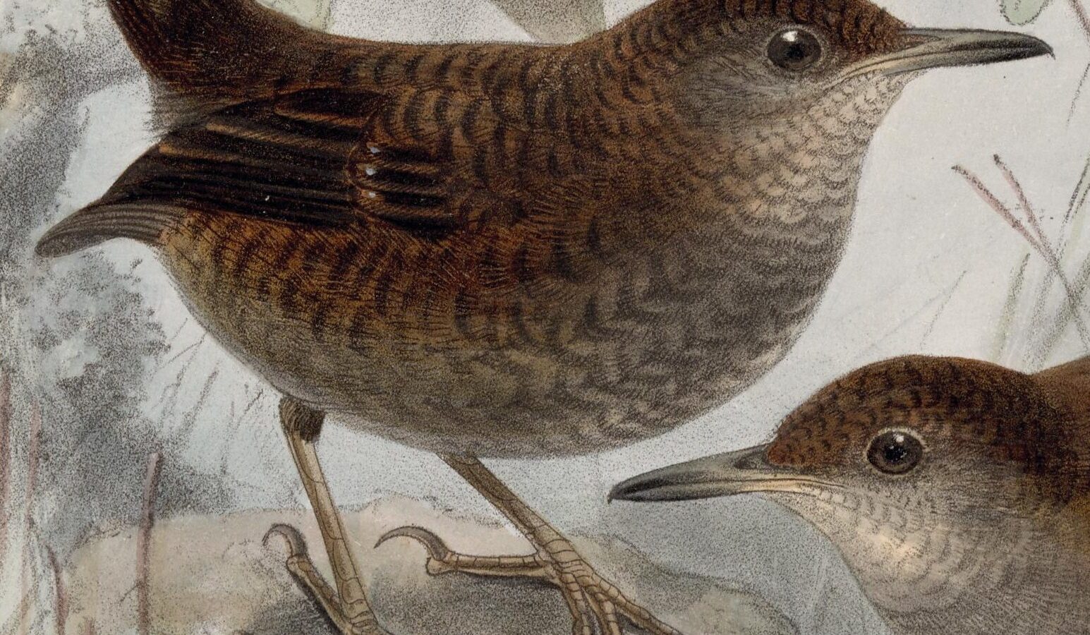Northern Nightingale-Wren