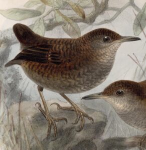 Northern Nightingale-Wren