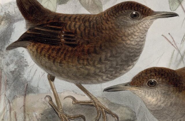 Northern Nightingale-Wren