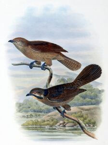 Dwarf Koel
