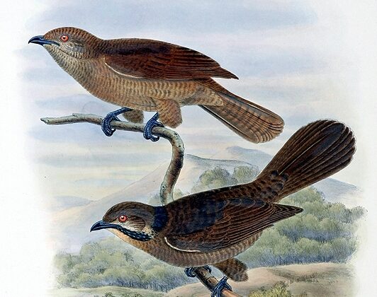 Dwarf Koel