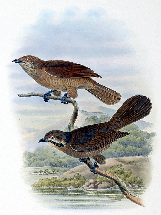 Dwarf Koel