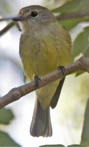 Lemon-bellied Flyrobin