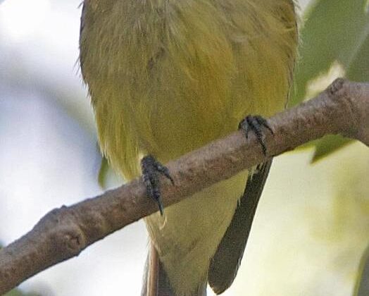 Lemon-bellied Flyrobin