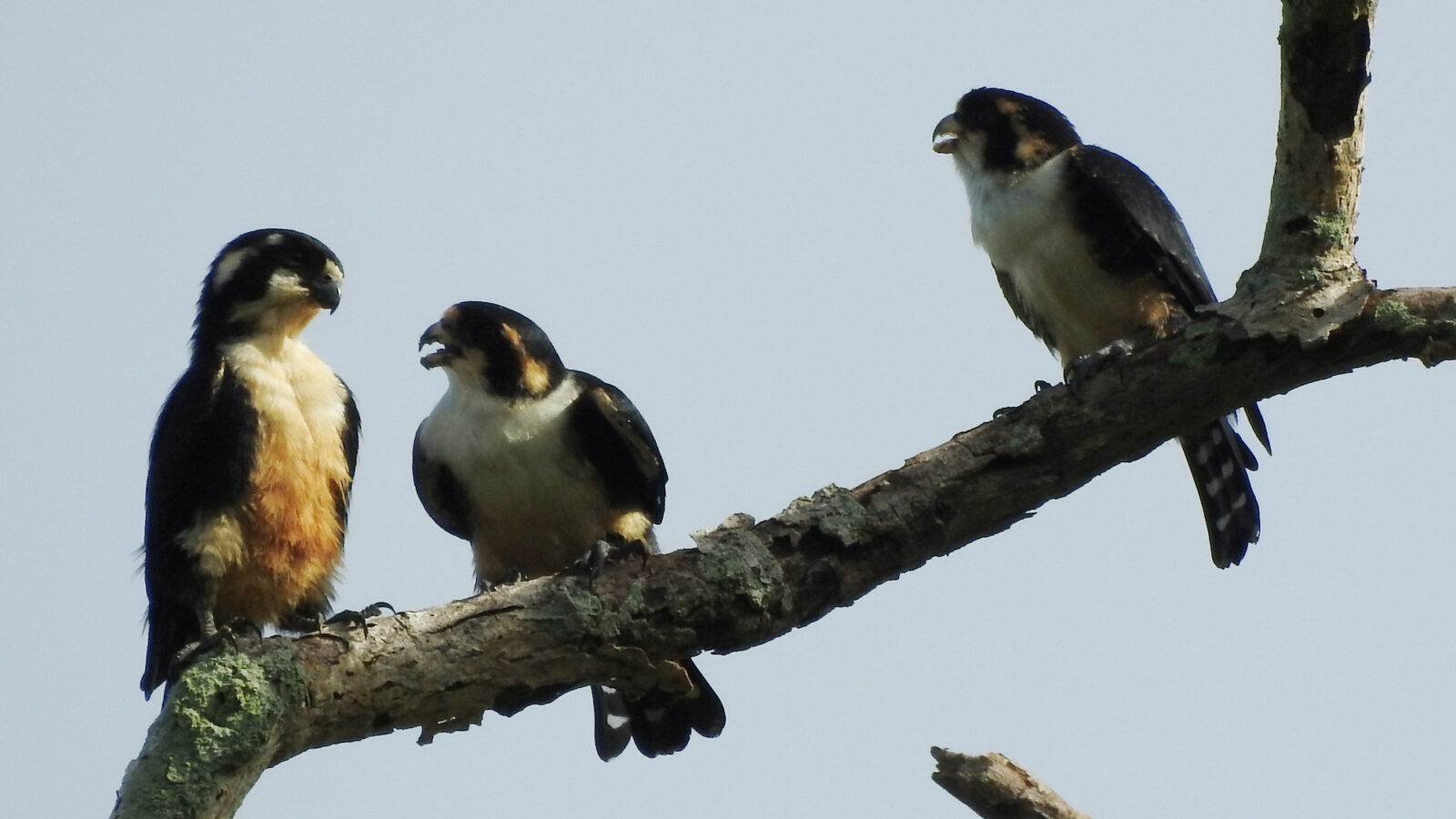 Black-thighed Falconet