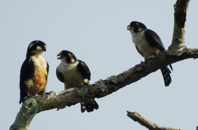 Black-thighed Falconet