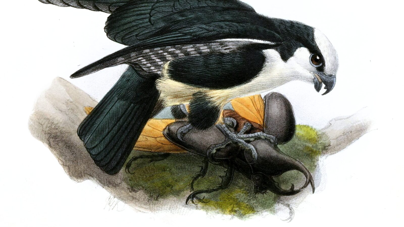 White-fronted Falconet