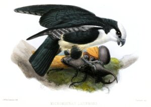 White-fronted Falconet