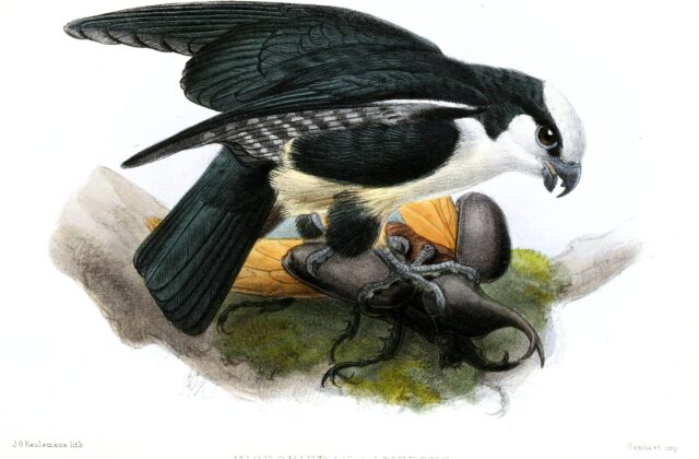 White-fronted Falconet