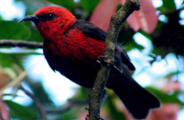Micronesian Myzomela