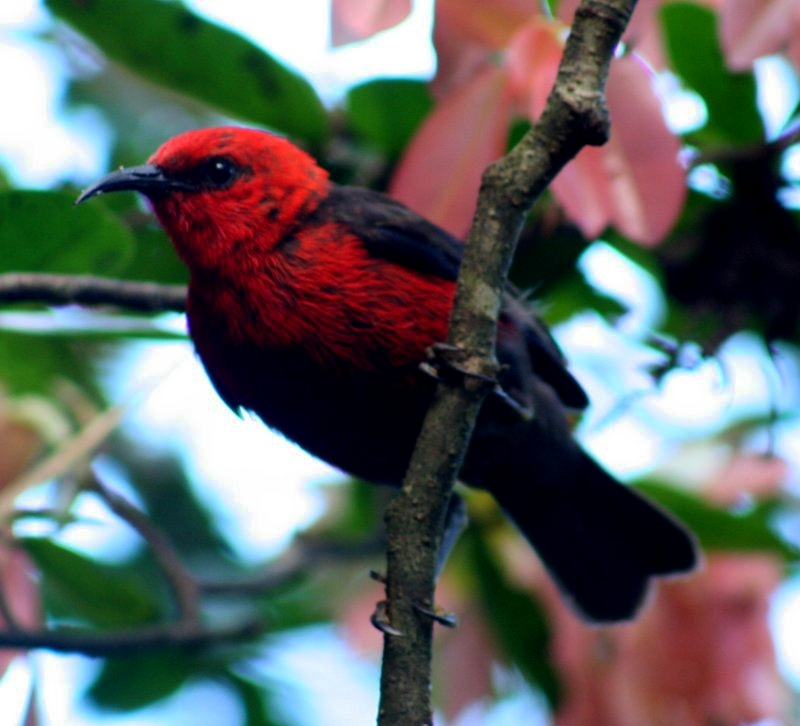 Micronesian Myzomela